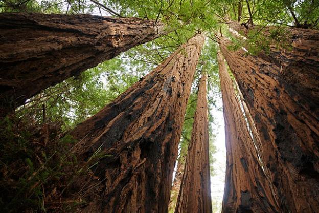 santa cruz mountain giant redwood trees